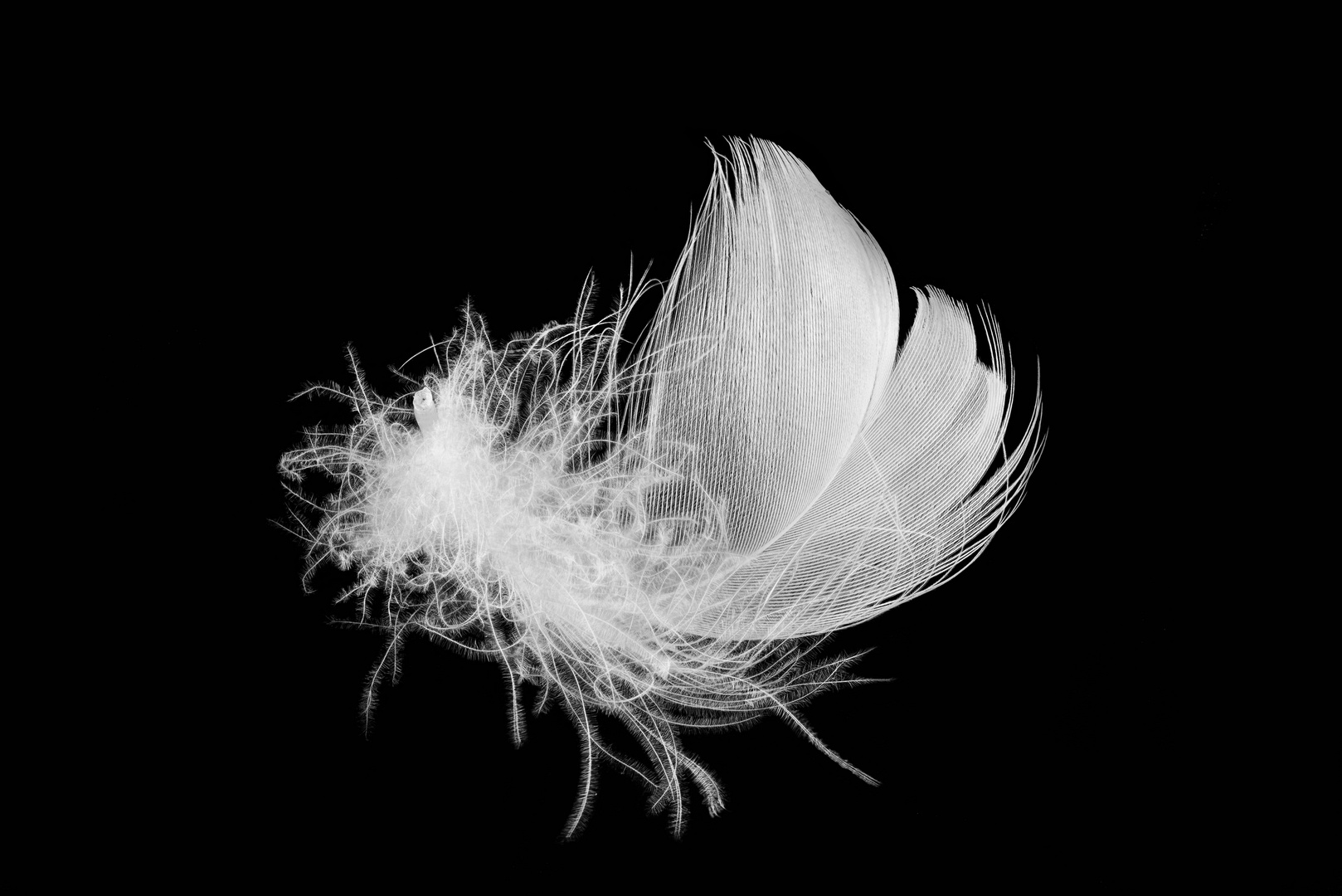 Αποτέλεσμα εικόνας για downy feathers