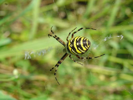 Zebraspinne (Argiope bruennichi) Hierdurch bin ich auf die Macro Fotographie gekommen