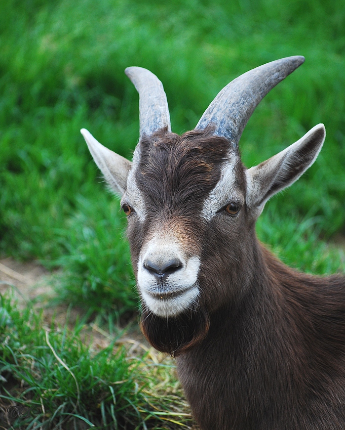Ziegenbock Foto & Bild tiere, haustiere, nutztiere Bilder auf