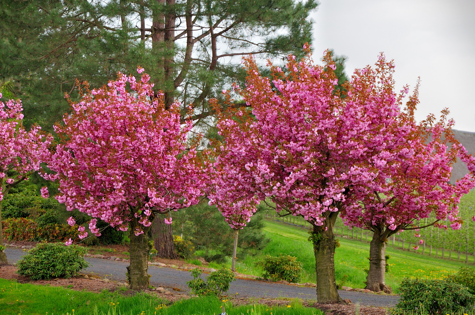 Zierkirsche Prunus serrulata �Shidare Sakura� Foto & Bild