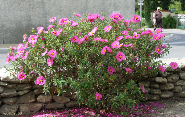 Zistrosen Busch Foto & Bild pflanzen, pilze & flechten, blüten