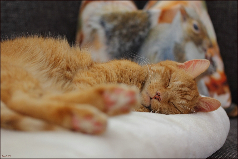 Zum 4. Advent Foto &amp; Bild tiere, haustiere, katzen Bilder auf