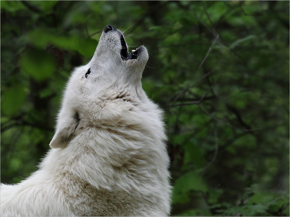 Zum Heulen&hellip;. Foto &amp; Bild tiere, zoo, wildpark &amp; falknerei