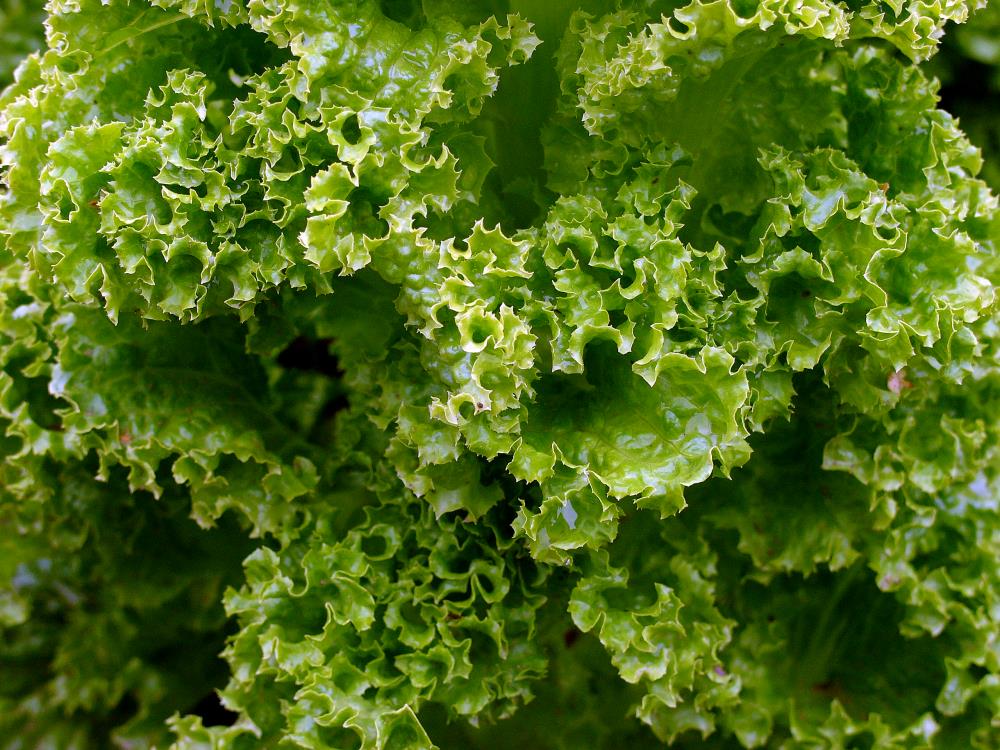 Zupfsalat Foto &amp; Bild | pflanzen, pilze &amp; flechten, küchenkrautpflanzen ...