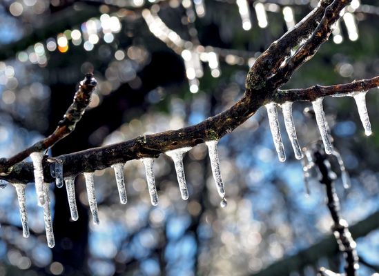 Zustand eines Baumes bei Frostschutzberegnung! - Glaçons après aspersion d'eau pour prévenir le gel!