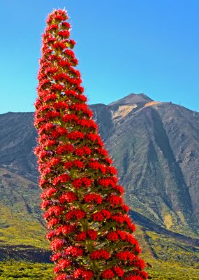 Zwei Wahrzeichen von Tenerife - Eine prächtige Tajinaste und El Teide - in den Cañadas Teneriffa
