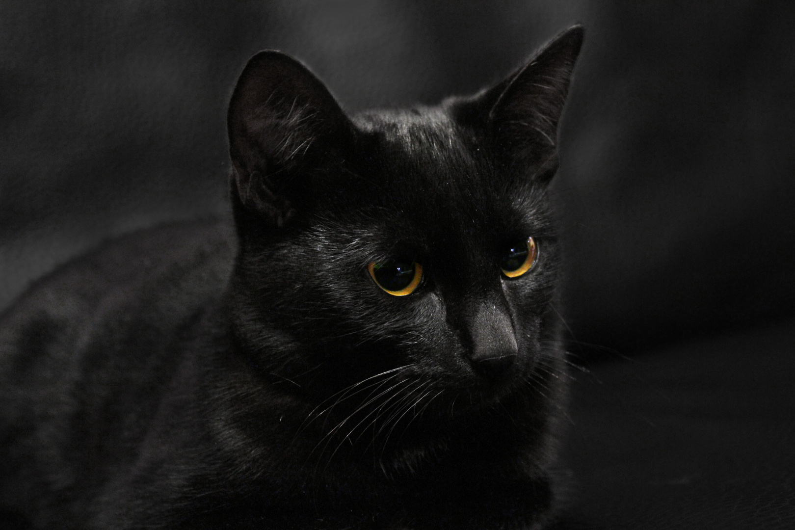 Schwarzer Kater Schwarzer Kater
