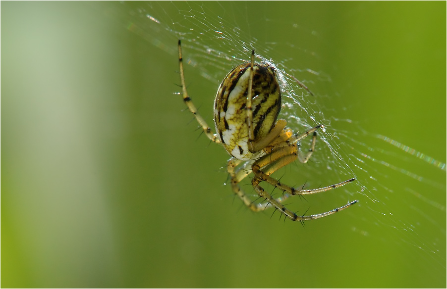 0 8 15 Standard-Wiesen-Spinne...