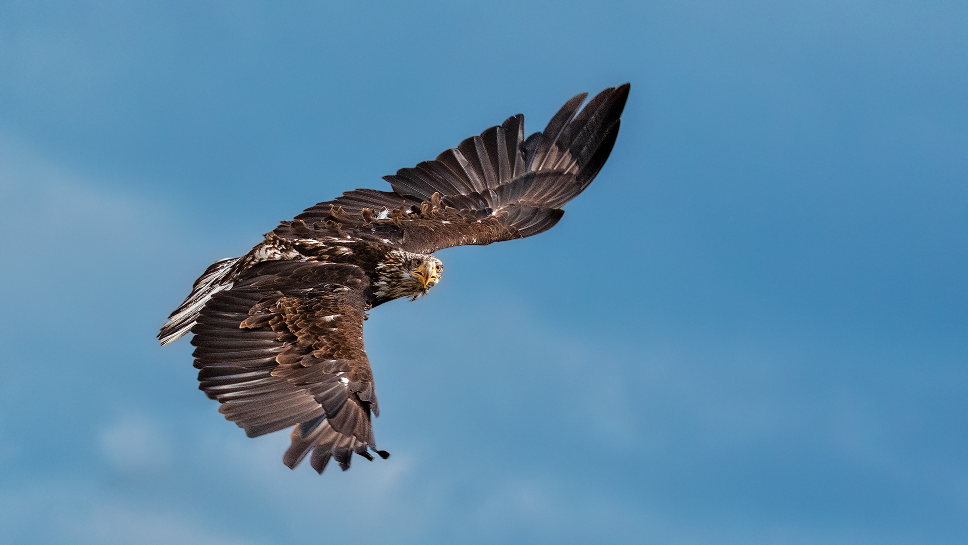 0 Junger Weißkopfseeadler im Flug 001 