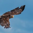 0 Junger Weißkopfseeadler im Flug 001 