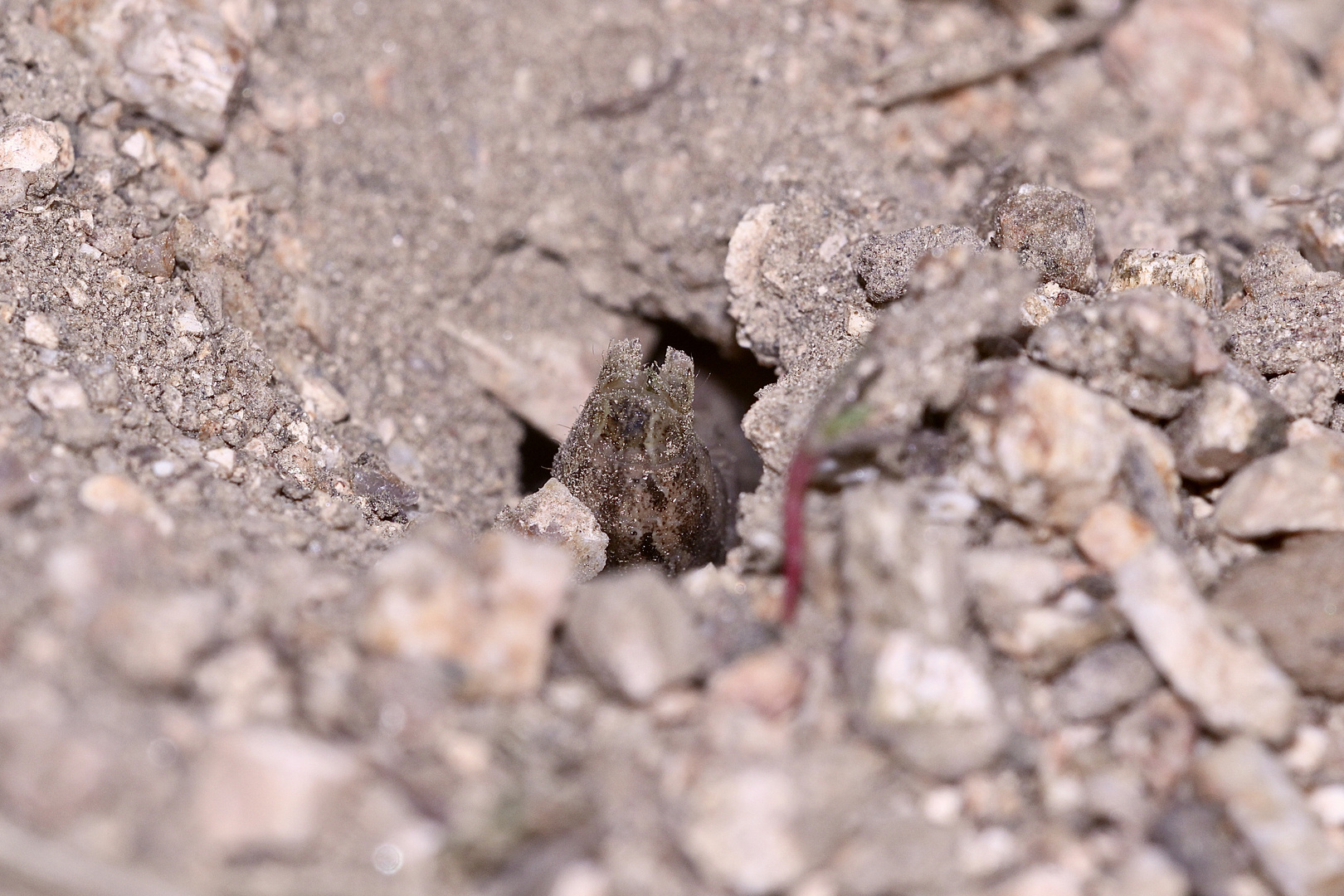 (0) PODALONIA HIRSUTA, eine Grabwespe (Fam. Sphecidae) - Osterrätsel !!!