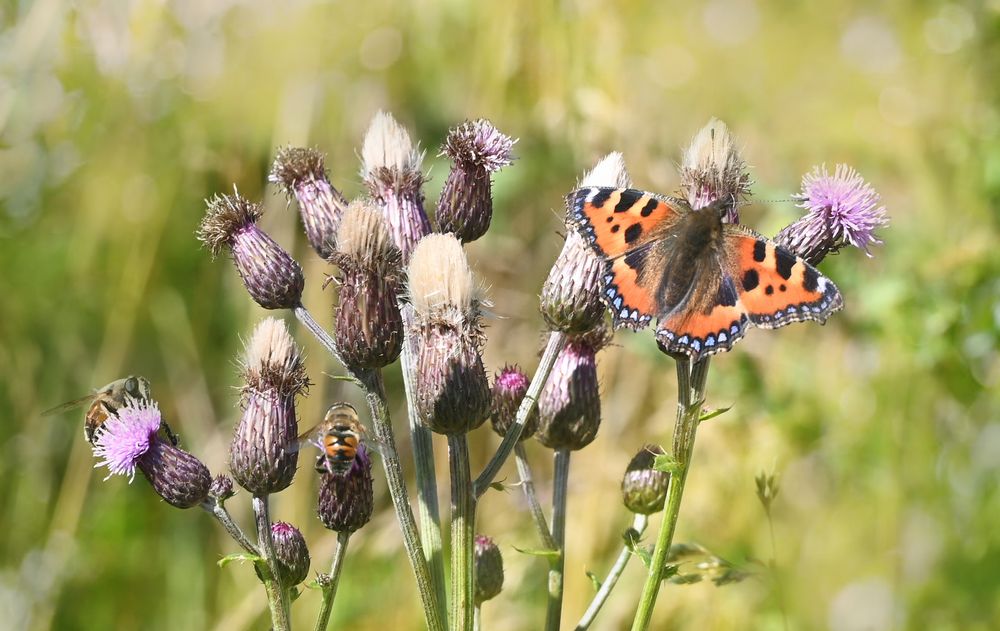 0 SCHMETTERLING002meran