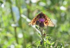 0 SCHMETTERLING005meran