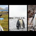 Pinguine 2015