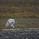 Tierwelt Spitzbergen