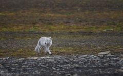 Tierwelt Spitzbergen