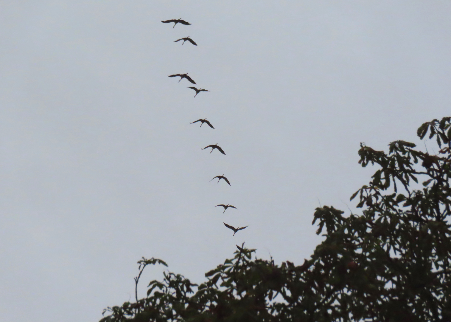 00 unterwegs mit Gänsen 020