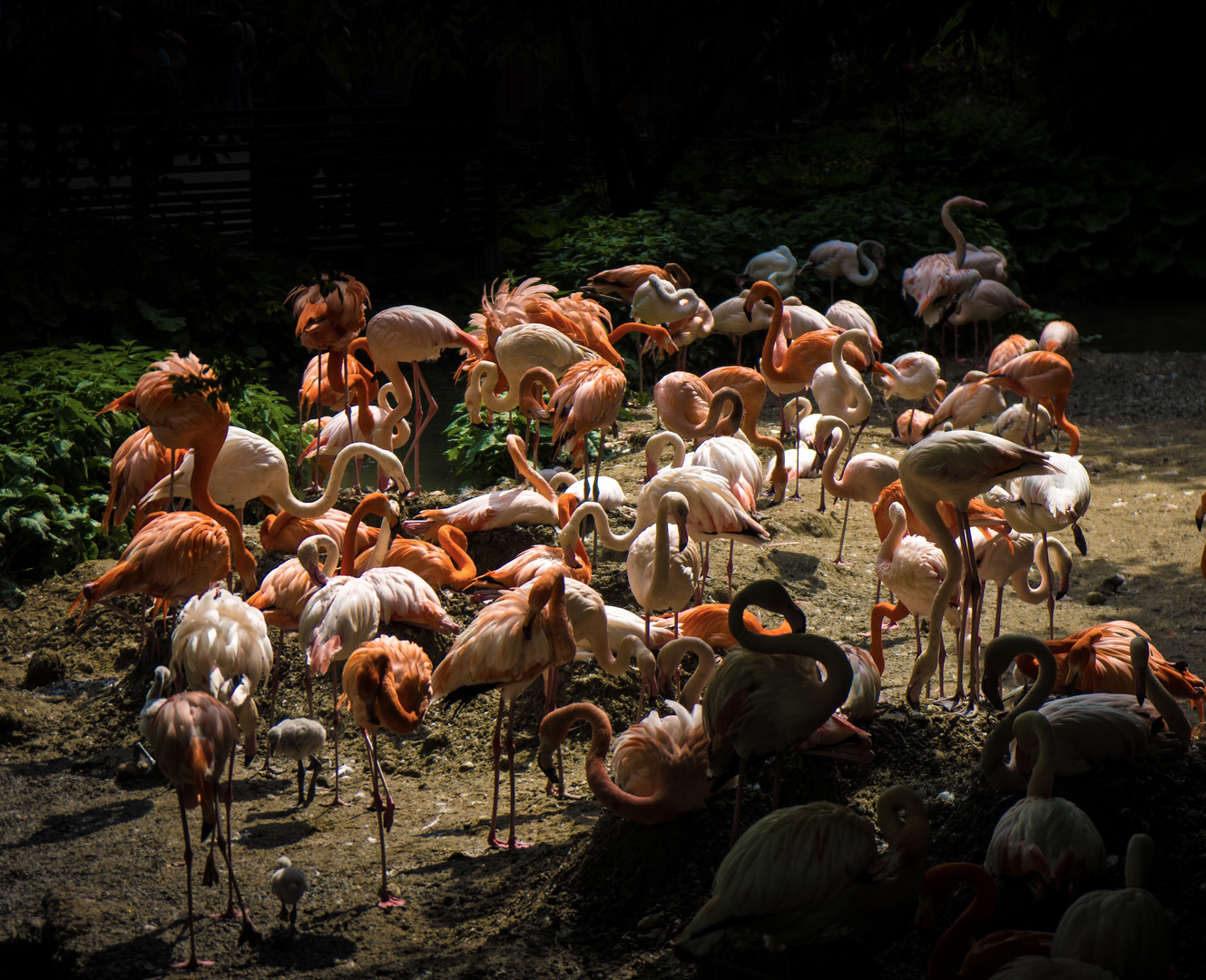 0002 (Flamingos)