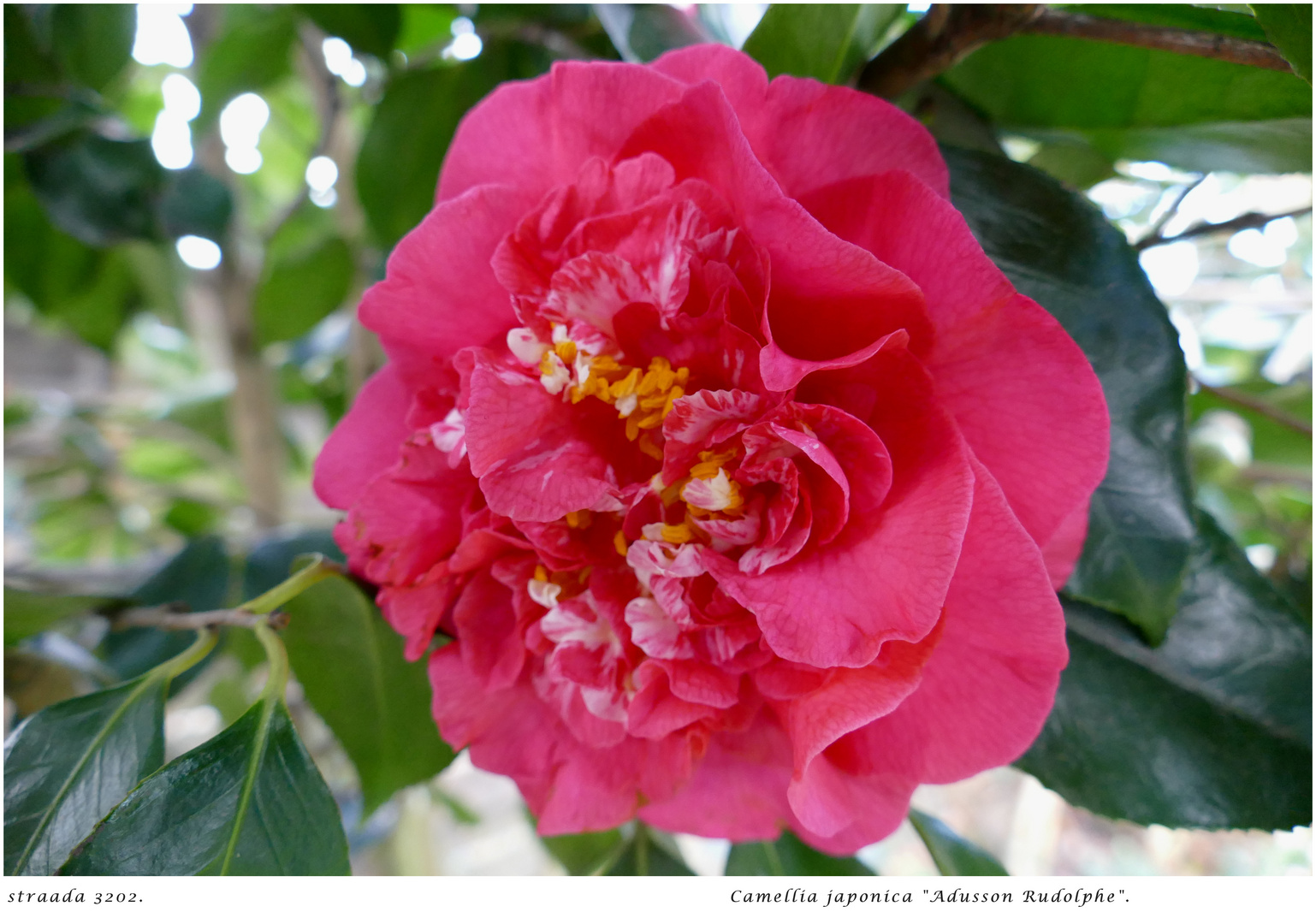 0003/2024 Camellia "Adusson Rudolphe"