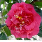 0003/2024 Camellia "Adusson Rudolphe"