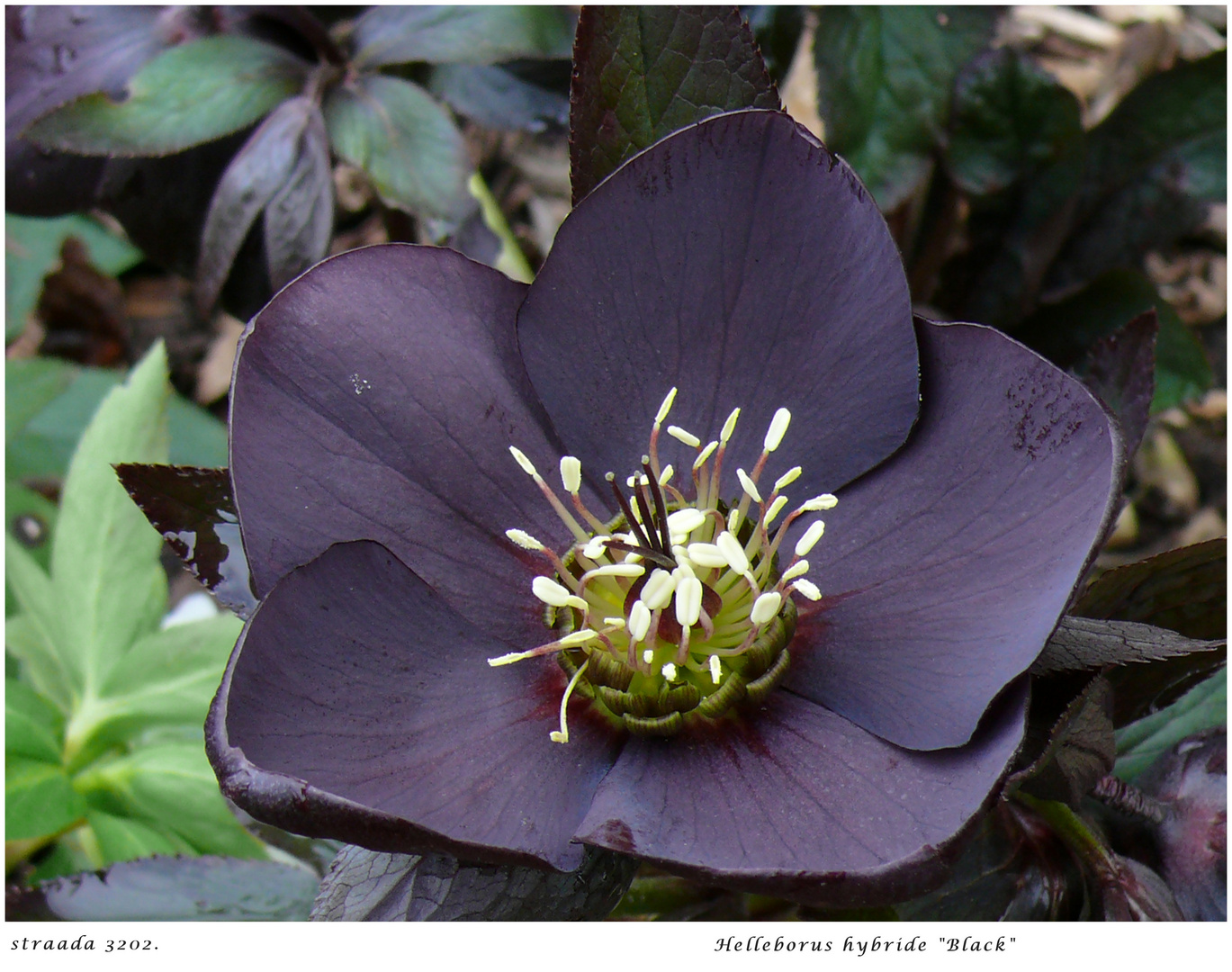 0004/2024 Helleborus "Black"