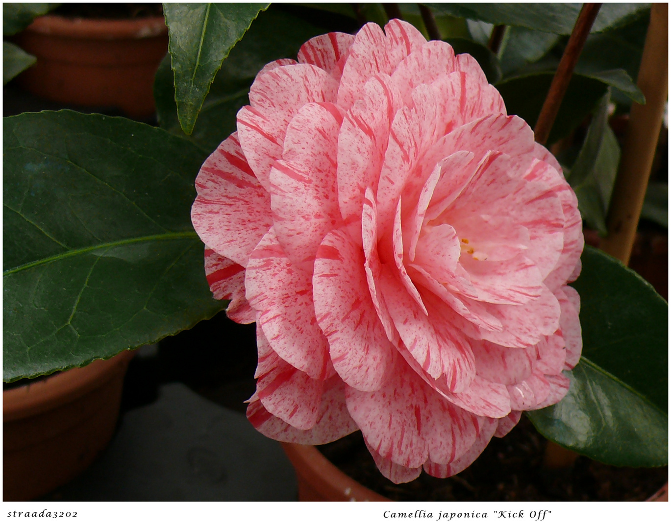 0005/2024 Camellia  "Kick Off "