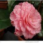 0005/2024 Camellia  "Kick Off "