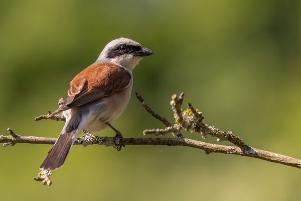 001-20240609 - Rechberghausen-Grundstück - R5_L4272-Verbessert-RR