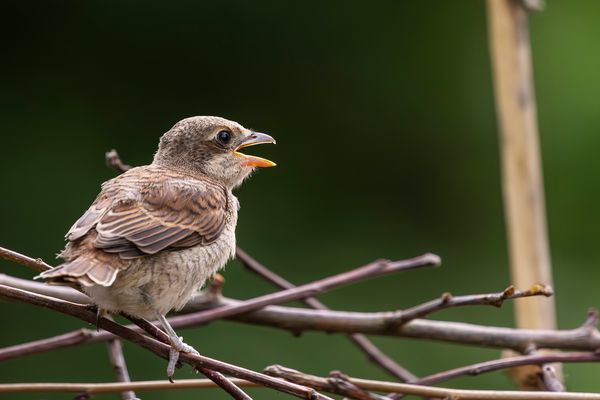 001-20240620 - Rechberghausen-Grundstück - R5_L6262-Verbessert-RR