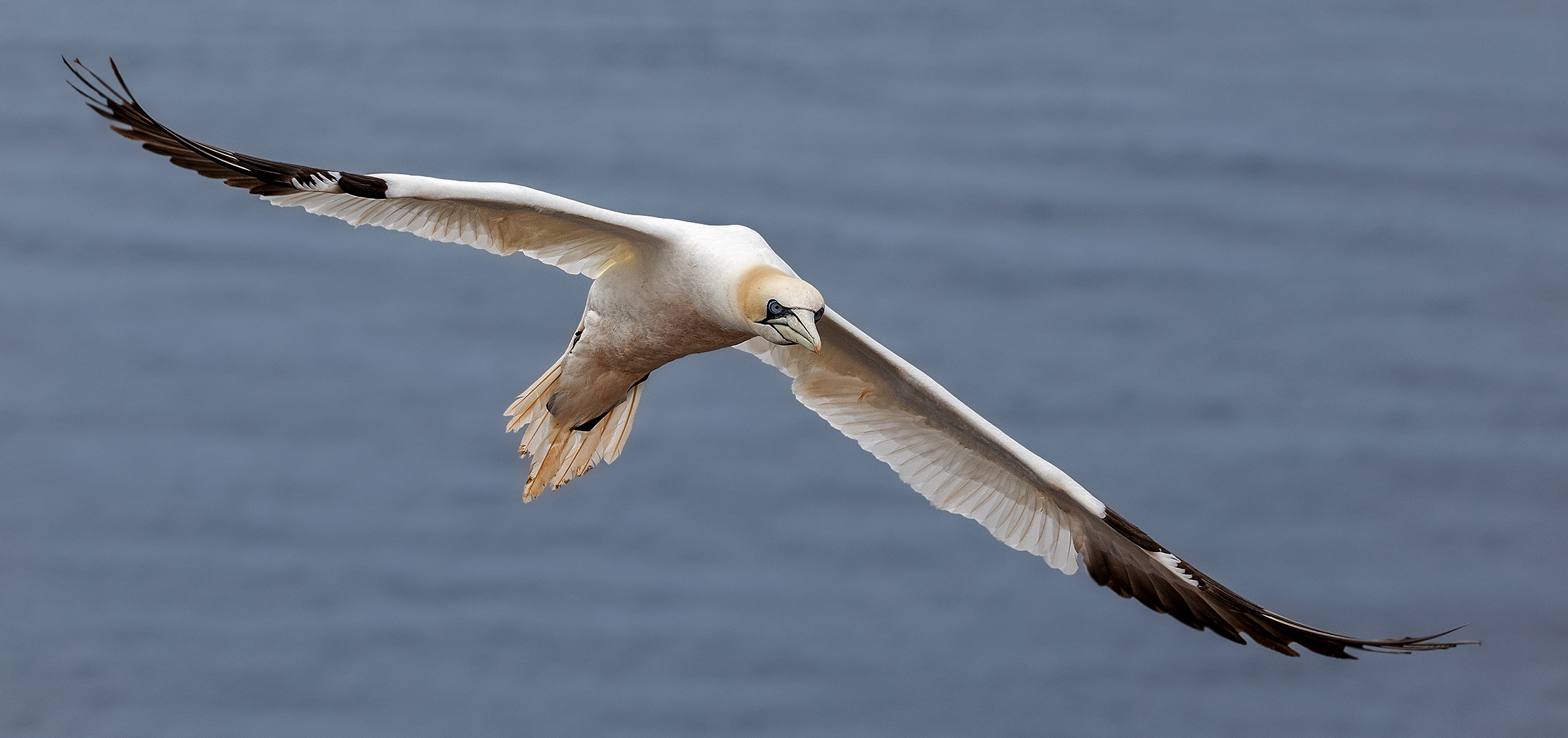 001 Basstölpel im Flug 021 