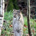 001 Der Eurasische oder der Nordluchs, Lynx lynx (Tierpark Lange Erlen)