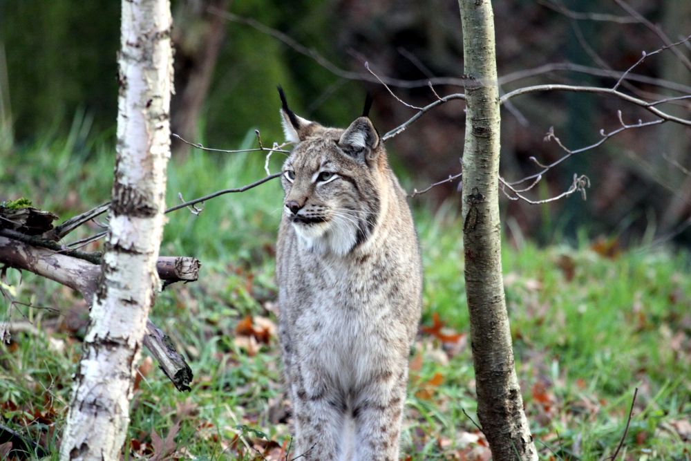 001 Der Eurasische oder der Nordluchs, Lynx lynx (Tierpark Lange Erlen)