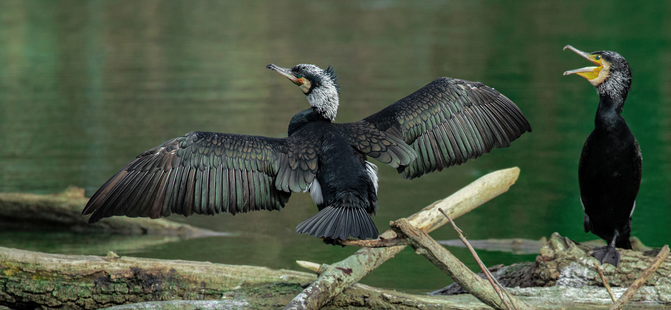 001 Kormoran im Grünen-Winkel 003