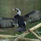 001 Kormoran im Grünen-Winkel 003