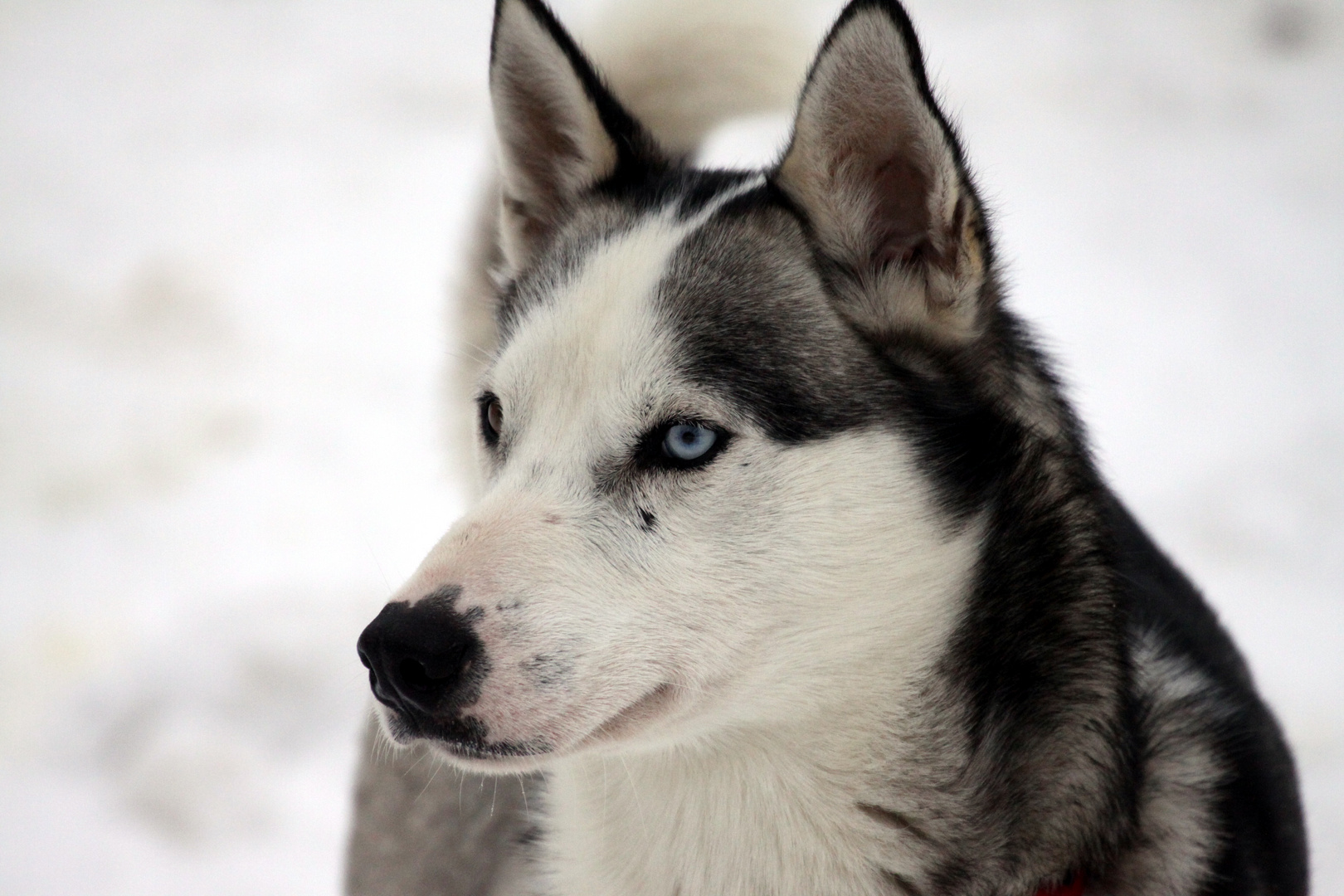 001 Schlittenhunde (Todtmoos)