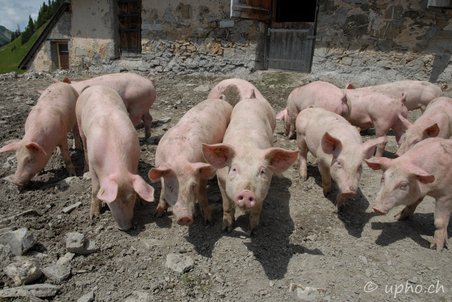 00144-2: Schweine auf der Alp