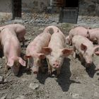 00144-2: Schweine auf der Alp