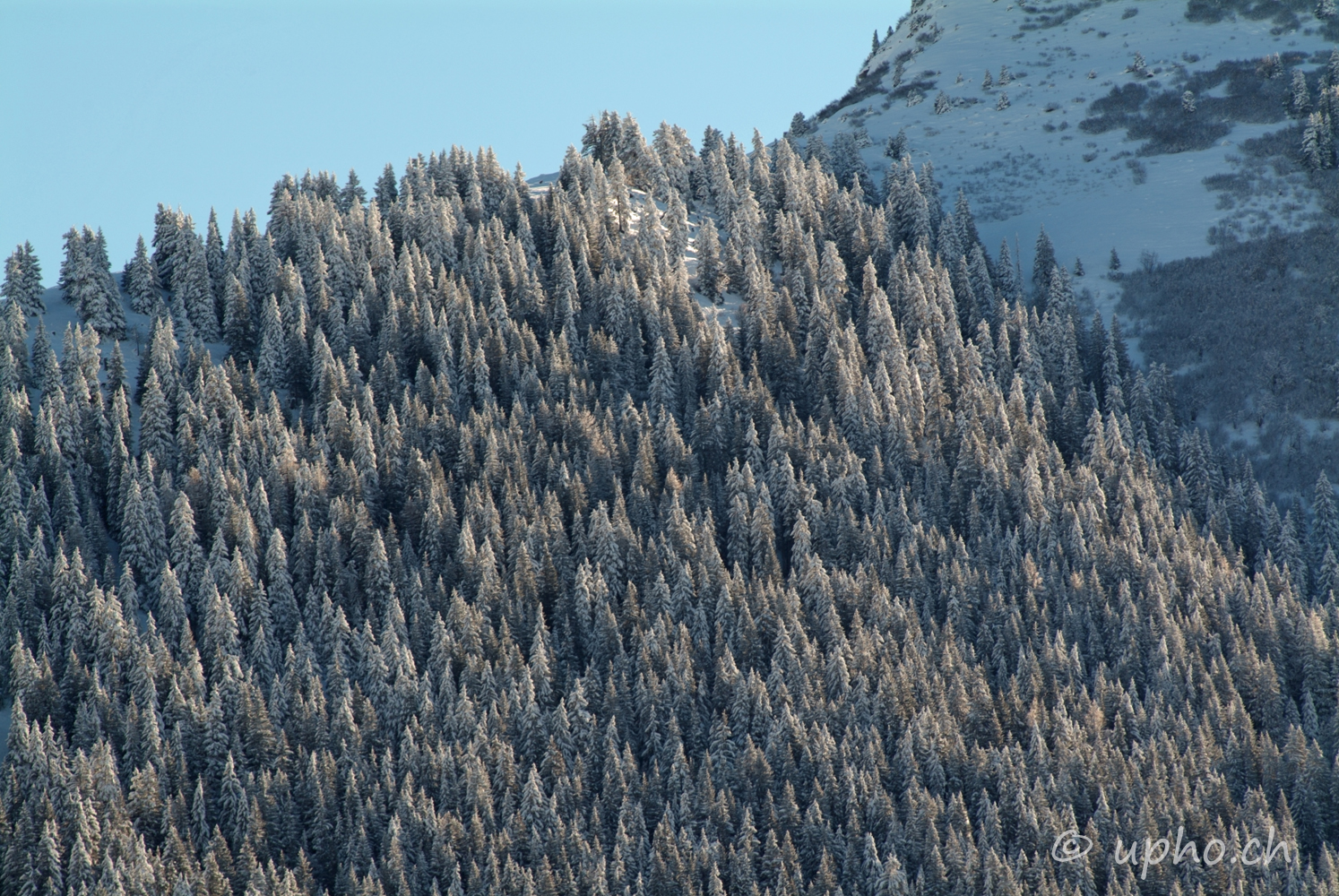 00177-2: Winterwald im Turnels