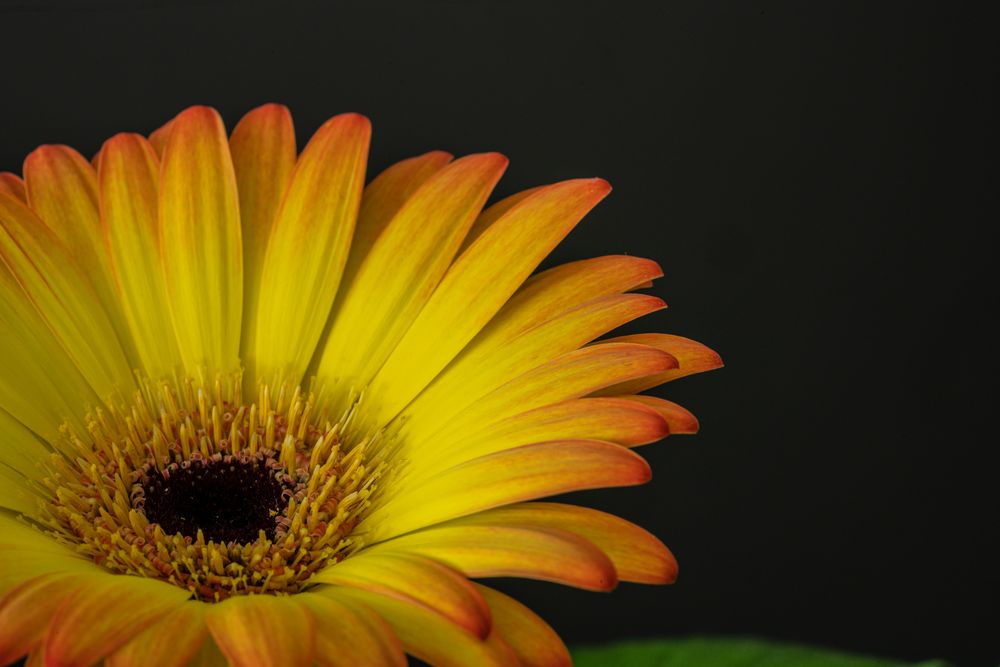 0017_DSC2202_Gerbera 2