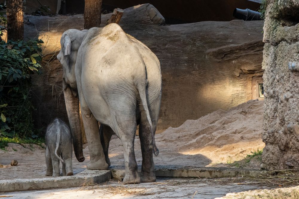 0018_DSC9209_Blende Zoo Zürich_20200216