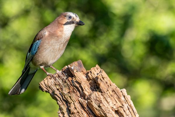 002-20240514 - Rechberghausen-Grundstück - _R7L4155-Bearbeitet