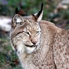 002 Eurasischer Luchs im Tiergarten Lange Erlen (Basel)