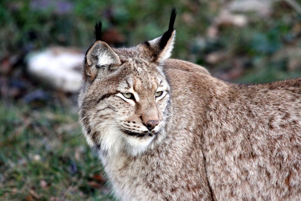 002 Eurasischer Luchs im Tiergarten Lange Erlen (Basel)