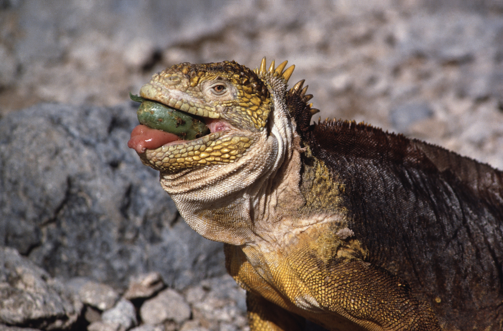 002 Iguana terrestre mit tuna