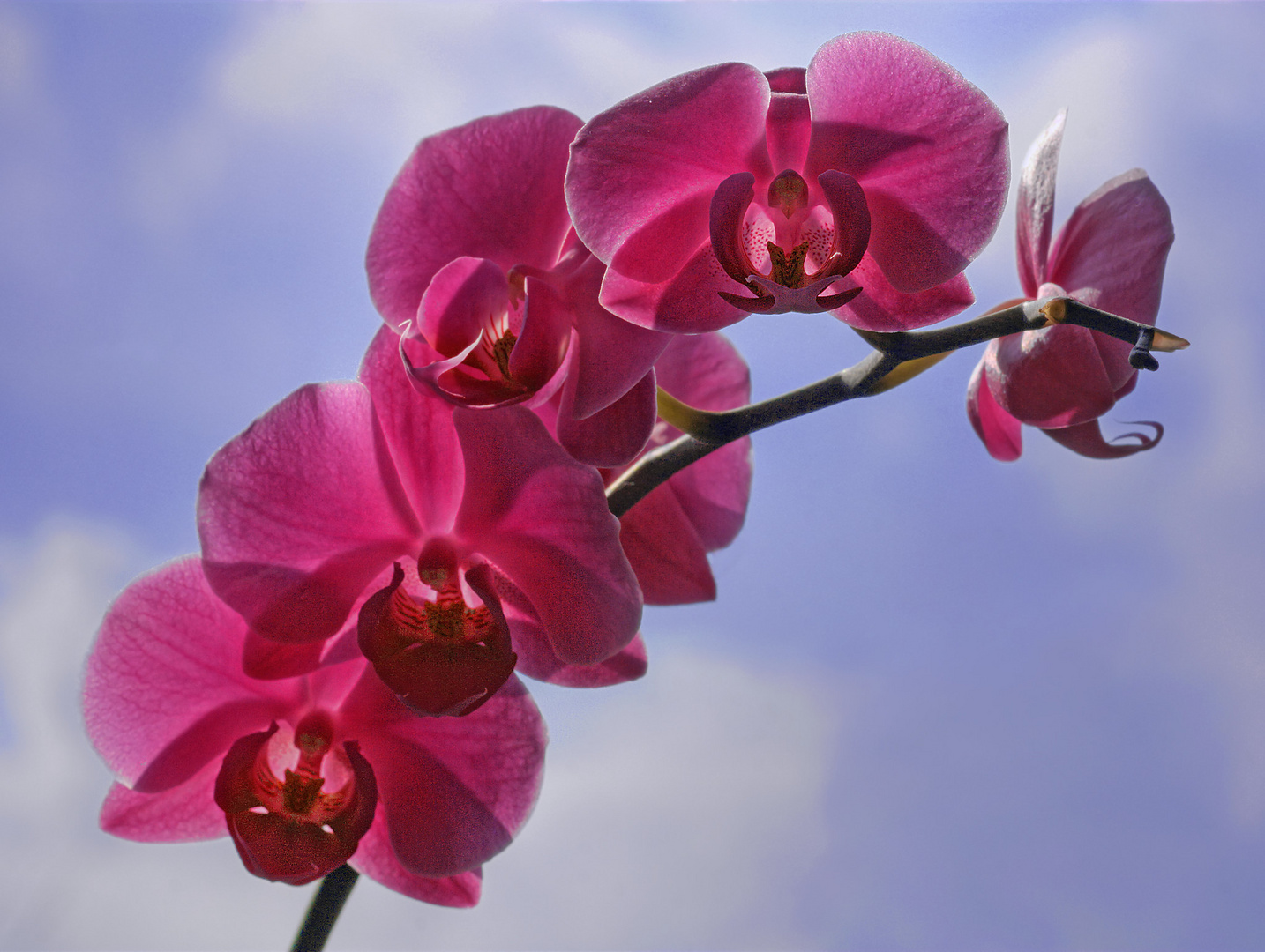 002 orchidee magenta_FC