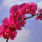 002 orchidee magenta_FC