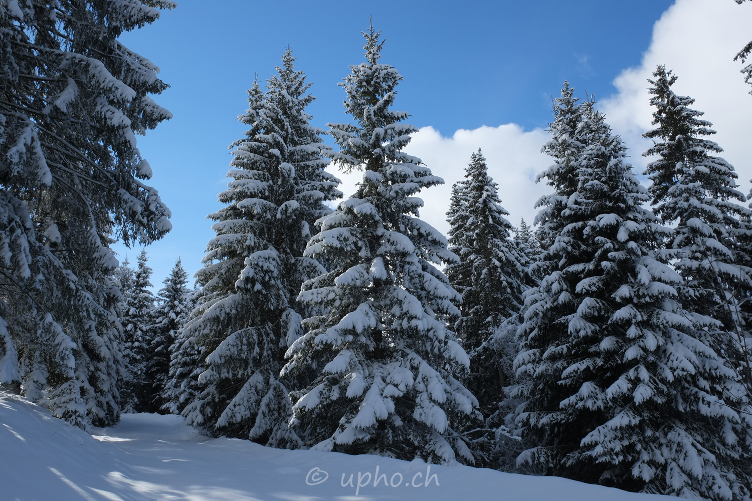 00224-2: Winterwald am Rinderberg