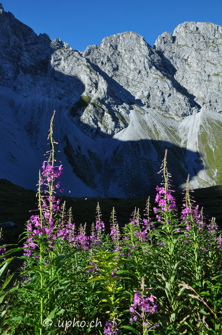 00275-2: Weidenröschen, Alp Fromatt