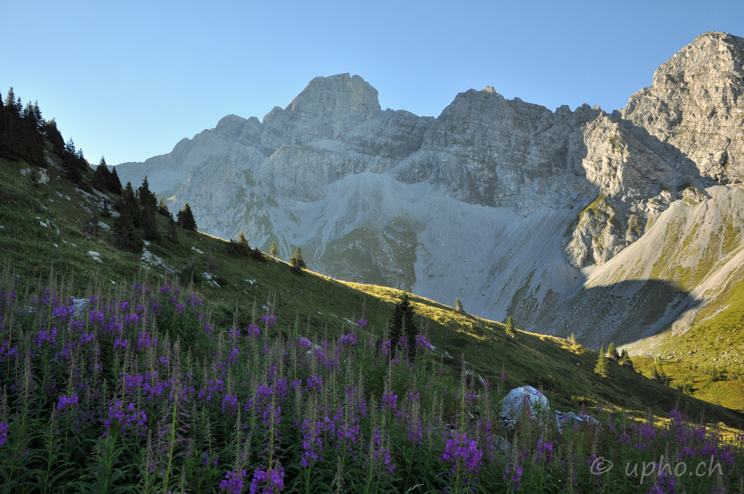 00277-2: Weideröschen auf der Alp Fromatt