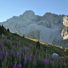 00277-2: Weideröschen auf der Alp Fromatt